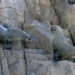 Port Stephens: 2.5-Hour Whale Watching & Outer Island Cruise - Wildlife & Additional Encounters