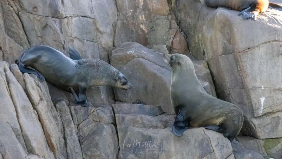 Port Stephens: 2.5-Hour Whale Watching & Outer Island Cruise - Wildlife & Additional Encounters