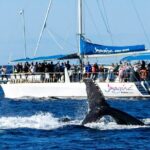 Port Stephens 3 Hour Whale and Dolphin Watch Cruise - What to Expect During the 3-Hour Trip