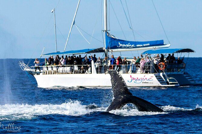 Port Stephens 3 Hour Whale and Dolphin Watch Cruise - What to Expect During the 3-Hour Trip