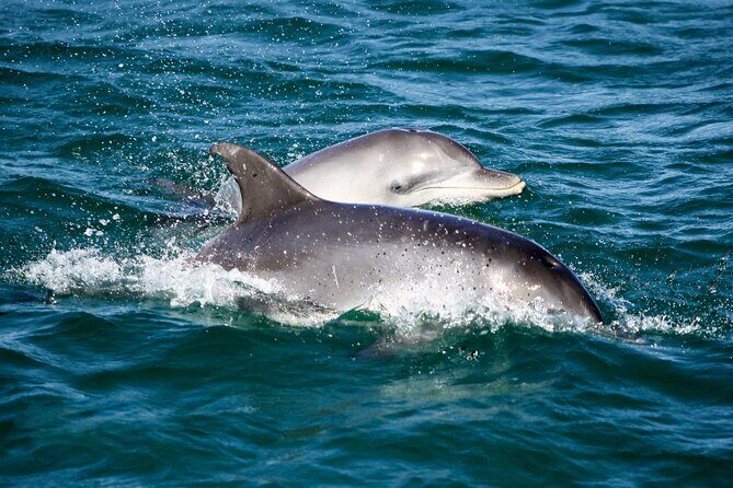 Port Stephens: Dolphin Discovery Cruise - Why You’ll Love This Experience