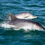 Port Stephens: Dolphin Watching Cruise - Exploring the Itinerary