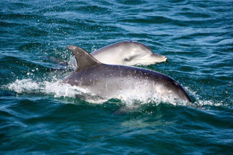 Port Stephens: Dolphin Watching Cruise - Exploring the Itinerary