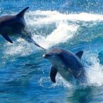 Port Stephens Experience: Incredible Adventure, Wild by Nature - Who Is This Tour Best For?
