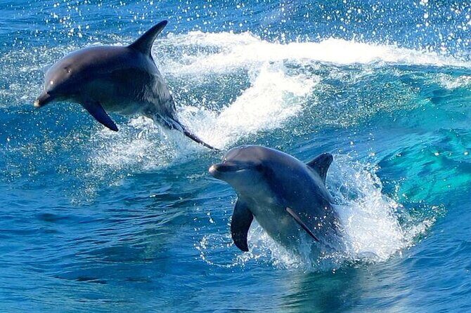 Port Stephens Experience: Incredible Adventure, Wild by Nature - Who Is This Tour Best For?