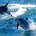 Port Stephens Experience + Sydney Hop-on-Hop-off Bus Ticket - Why This Tour Offers Solid Value