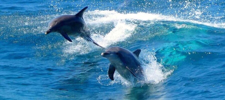 Port Stephens Experience + Sydney Hop-on-Hop-off Bus Ticket - Why This Tour Offers Solid Value