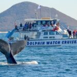 Port Stephens: Whale Watching Cruise - The Value for Money