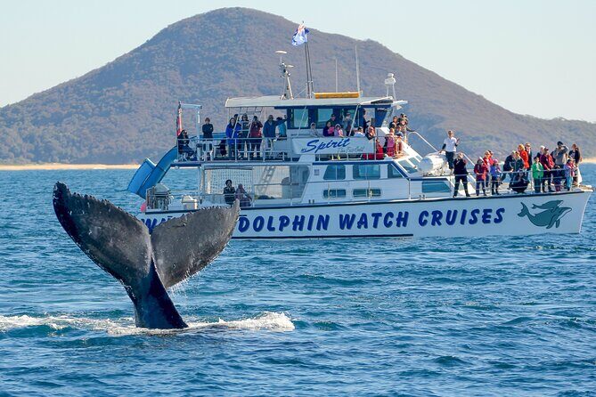 Port Stephens: Whale Watching Cruise - The Value for Money