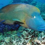 Poseidon Outer Great Barrier Reef Snorkeling and Diving Cruise from Port Douglas - The Full-Day Adventure: What to Expect