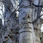 Praia: Guided Nature Hike to Cidade Velha - Authentic Experiences and Insider Tips