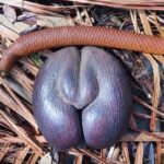 Praslin: private tour of the Vallée de Mai with a local guide - Why This Tour Offers Great Value