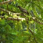 Praslin:DayTour ValleDeMai,CoteD'orMuseum & AnseLazio - Valle de Mai: The Heart of Praslin’s Natural Wonder