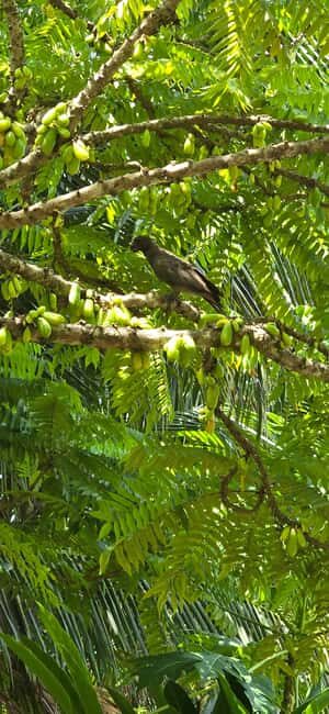 Praslin:DayTour ValleDeMai,CoteD'orMuseum & AnseLazio - Valle de Mai: The Heart of Praslin’s Natural Wonder