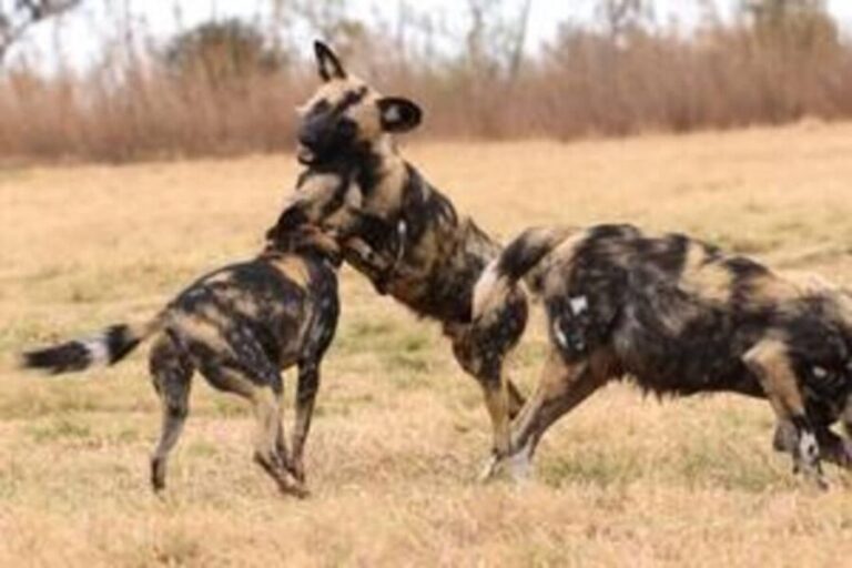 Predator Drive -1 Hour (min. 2 pax) - What to Expect on Your Predator Drive Experience