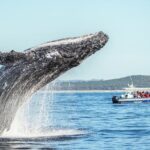 Premier Whale Watching Byron Bay - Value and Pricing