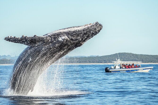 Premier Whale Watching Byron Bay - Value and Pricing