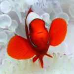 Premium Guided Dive Trip - Outer Great Barrier Reef - The Real Value of This Tour