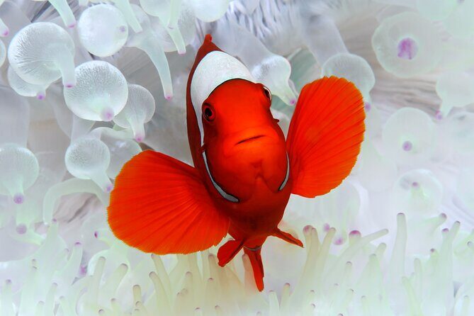 Premium Guided Dive Trip - Outer Great Barrier Reef - The Real Value of This Tour