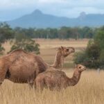 Premium Paddock to Plate Experience - Who Should Consider This Tour?
