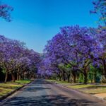 Pretoria: Half-Day City Tour - Authentic Insights from Travelers