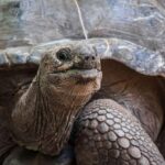 Prison Island half Day trip from stone town - In-Depth Itinerary Breakdown