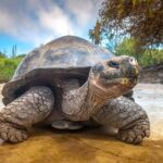 Prison Island, Lunch Break Experience, Mnemba Dolphin Tour - Overview of the Experience