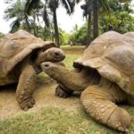 Prison Island Tour, Authentic Lunch Break, Mnemba Snorkeling - Deep Dive: Why This Tour Offers Great Value