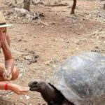 Prison Island,Stone town,Spicefarm and Sea turtles Sanctuary - Whats Included and Whats Not
