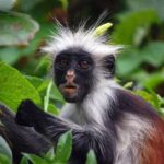 Prison island,StoneTown,Jozani Forest &Seaturtles Sanctuary - The Sum Up