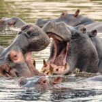 Private 1 Day Akagera Safari with Pick-up and Lunch. - Practical Details and What to Expect