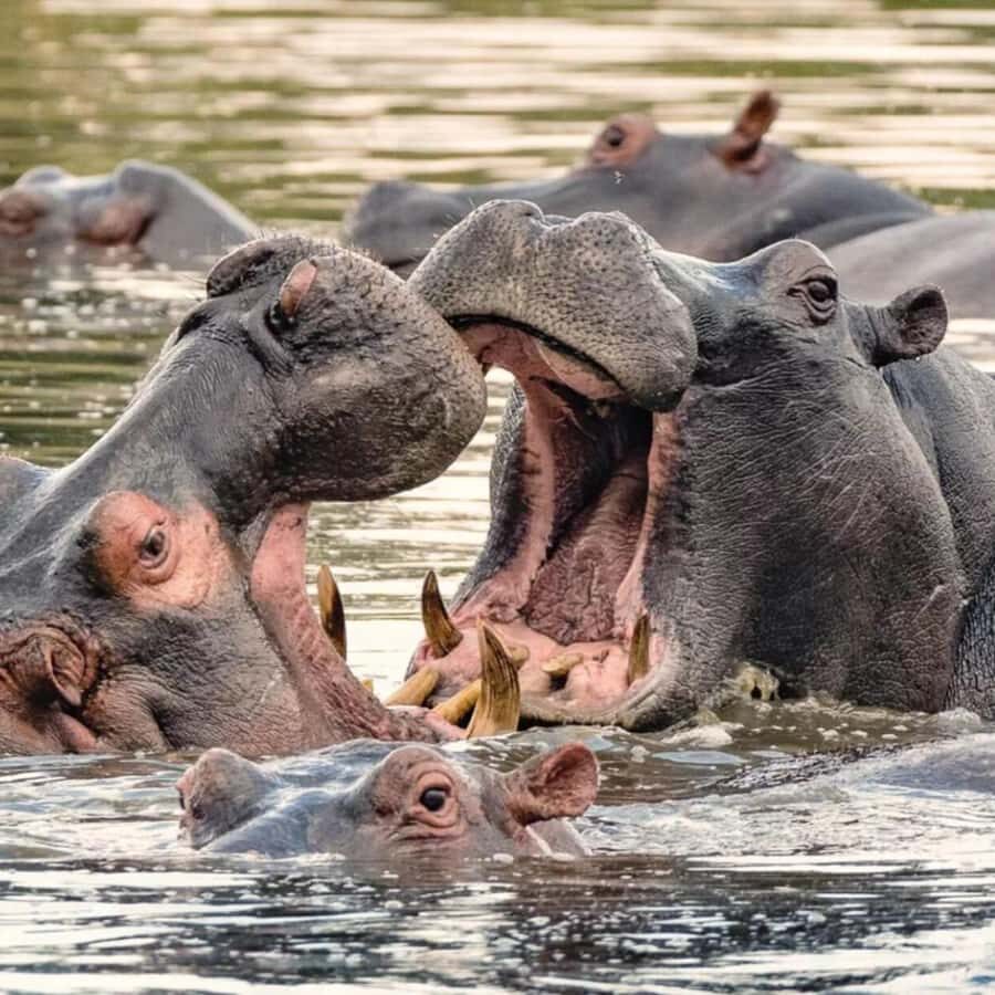 Private 1 Day Akagera Safari with Pick-up and Lunch. - Practical Details and What to Expect