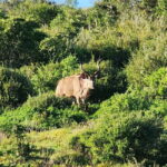 Private Addo Elephant National Park Half Day Tour - What to Expect on the Day