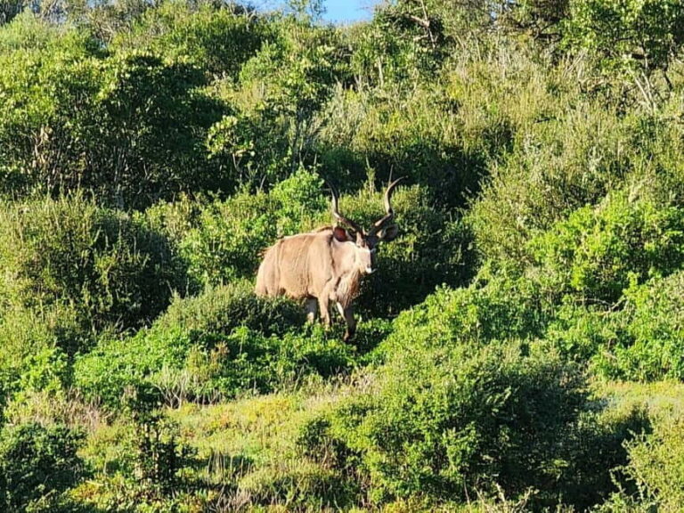 Private Addo Elephant National Park Half Day Tour - What to Expect on the Day
