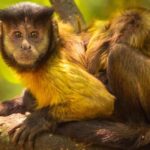 Private Animal Lovers Tour  Half Day - Why Is This Tour Valuable?