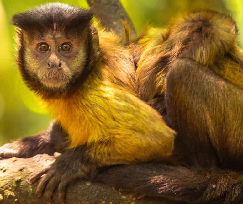Private Animal Lovers Tour  Half Day - Why Is This Tour Valuable?