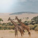 Private Big Five Safari Tour - Who This Tour Is Perfect For