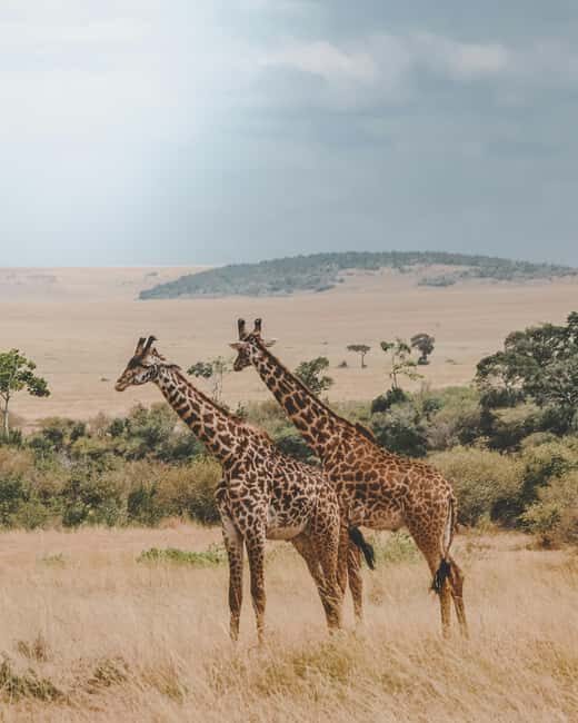 Private Big Five Safari Tour - Who This Tour Is Perfect For
