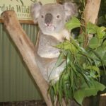 PRIVATE Blue Mountains Tour, Wildlife Park and River Cruise - Transport, Timing, and Overall Value
