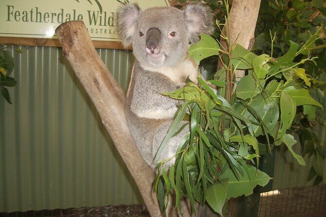 PRIVATE Blue Mountains Tour, Wildlife Park and River Cruise - Transport, Timing, and Overall Value
