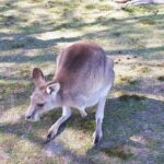 Private Blue Mountains Tour with Kangaroo and Koala Experience - Who Is This Tour Best For?