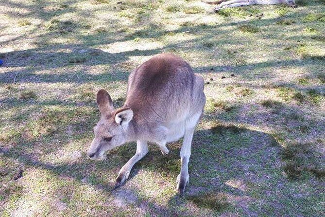 Private Blue Mountains Tour with Kangaroo and Koala Experience - Who Is This Tour Best For?
