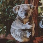 Private BlueMountains, ScenicWorld & AustralianWildlife Tour - Who Will Benefit Most from This Tour?