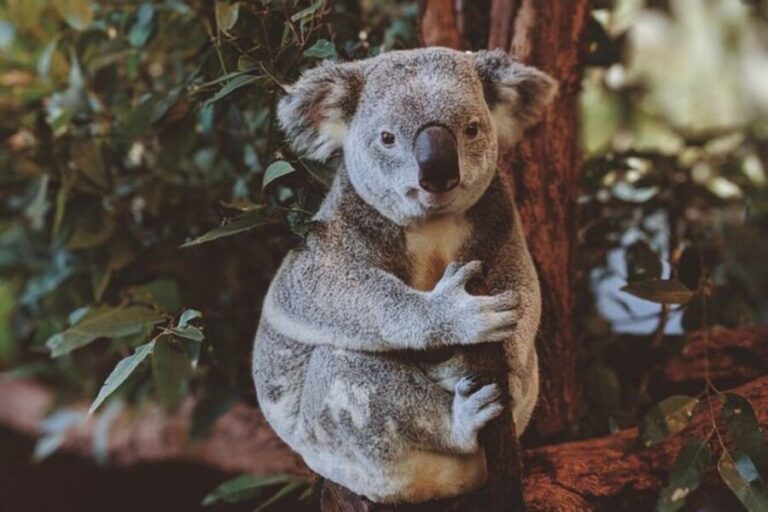 Private BlueMountains, ScenicWorld & AustralianWildlife Tour - Who Will Benefit Most from This Tour?