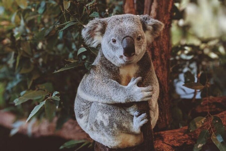 Private BlueMountains, ScenicWorld & AustralianWildlife Tour - Who Will Benefit Most from This Tour?