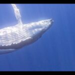 Private boat tour to swim with whales and sharks - Authentic Insights from Past Travelers