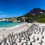 Private Cape Peninsula Tour - Why Choose This Tour?