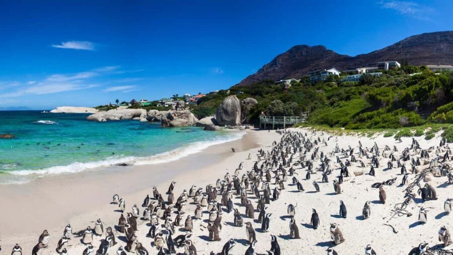 Private Cape Peninsula Tour - Why Choose This Tour?