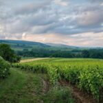 Private Cape Town Wine Tasting: Full-Day Vineyards & Views - The Itinerary in Detail: What You Can Expect