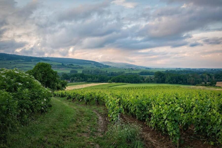 Private Cape Town Wine Tasting: Full-Day Vineyards & Views - The Itinerary in Detail: What You Can Expect